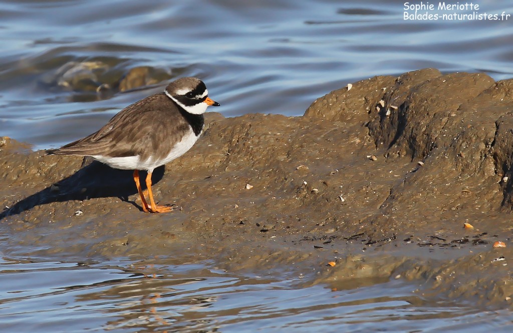 Grand Gravelot sur les baisses de Camargue, mai 2017