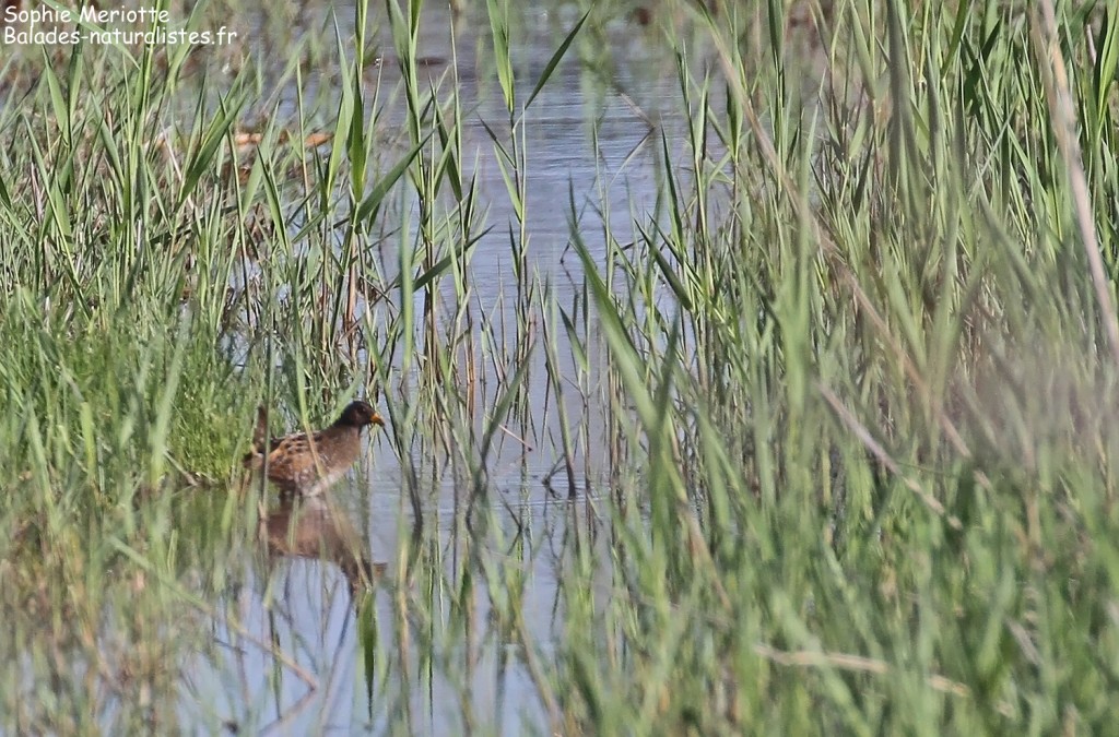 Marouette poussin, Palous de Saint-Chamas