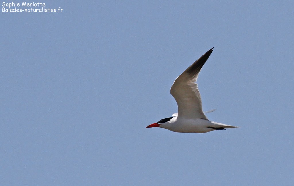 Sterne caspienne, Piémanson