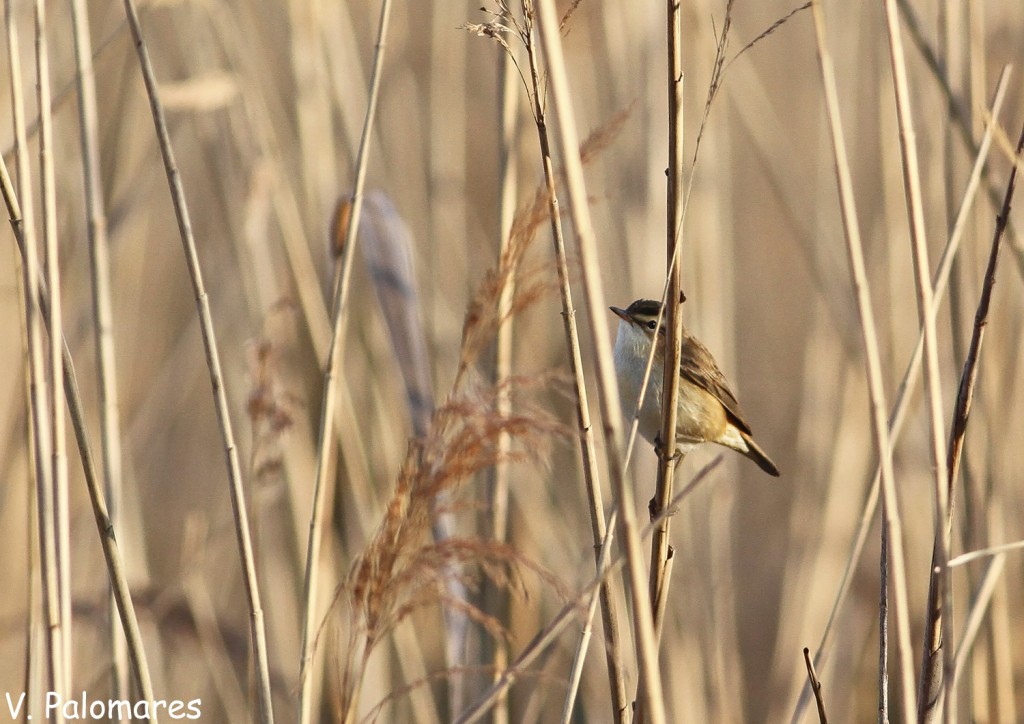 Phragmite des joncs dans la roselière de Saint-Chamas