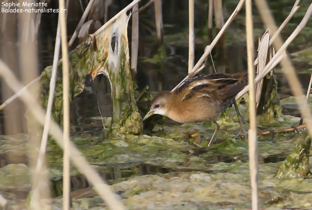 Marouette poussin femelle, la Bascule