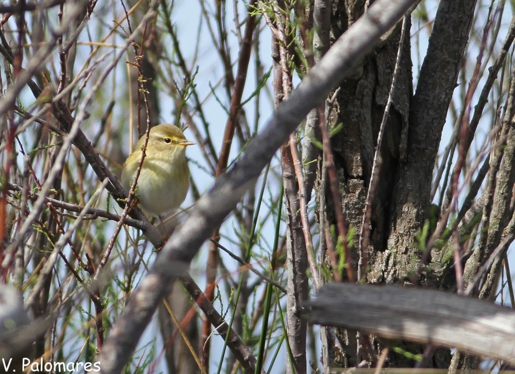 Pouillot fitis dans les tamaris