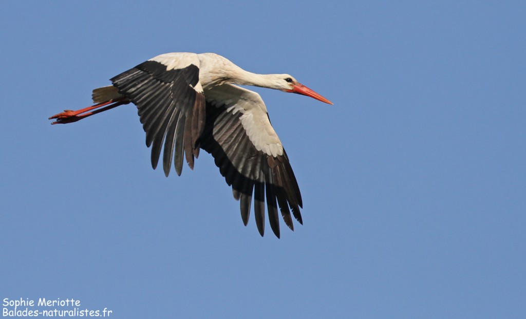 Cigogne blanche en Dombes