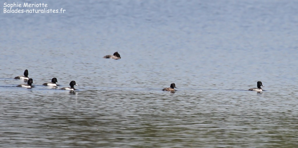 Fuligule à bec cerclé, Dombes, avril 2017