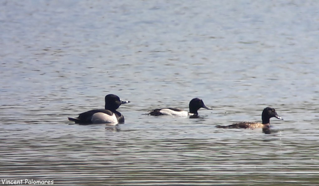 Fuligule à bec cerclé en digiscopie, Dombes, avril 2017