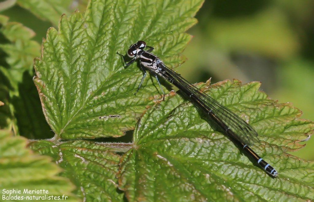 Agrion jouvencelle, Étang des Barthes (Haute-Loire)
