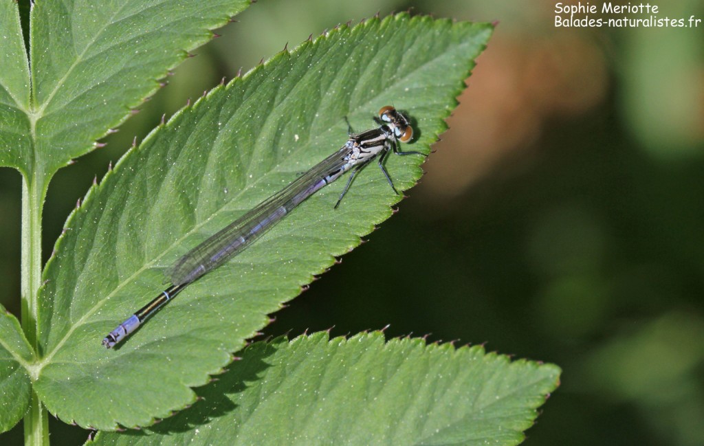 Agrion jouvencelle, Étang des Barthes (Haute-Loire)