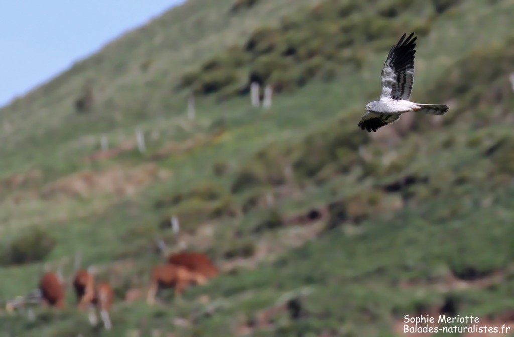 Mâle de Busard cendré dans la Narse de Chaudeyrolles