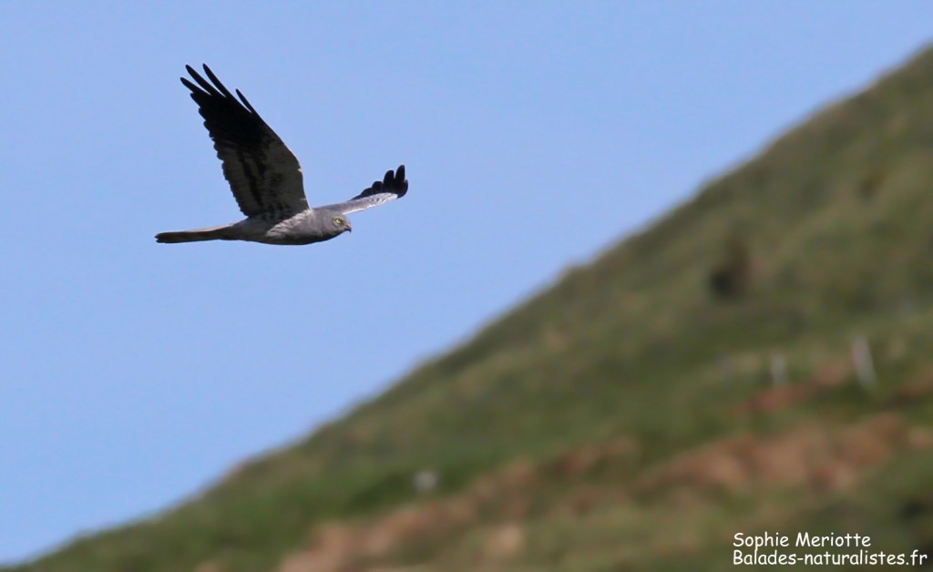 Mâle de Busard cendré dans la Narse de Chaudeyrolles