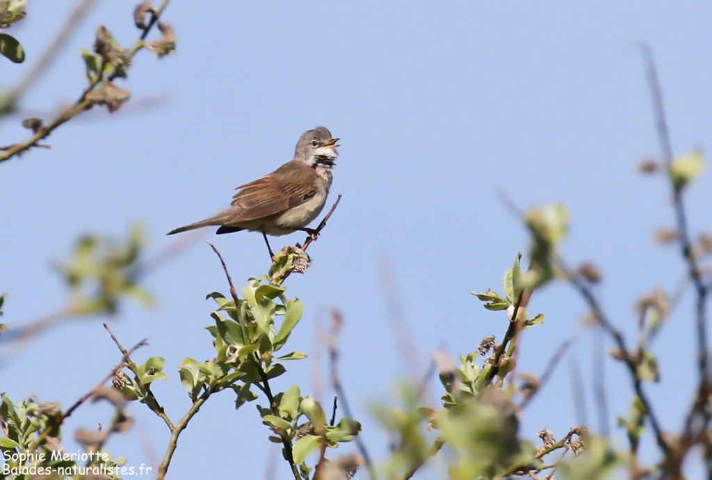 Fauvette grisette dans la Narse de Chaudeyrolles