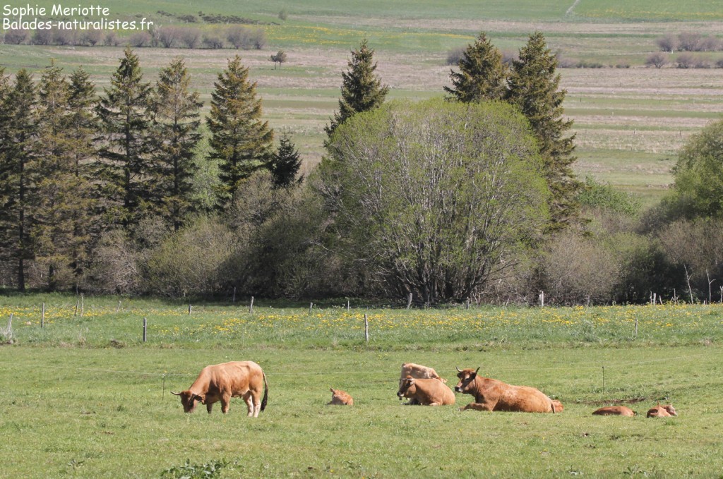 Vache "Aubrac"
