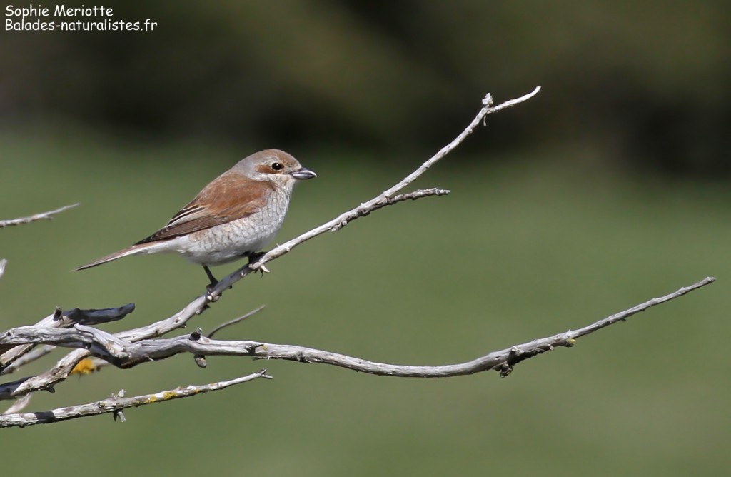 Femelle de Pie-grièche écorcheur