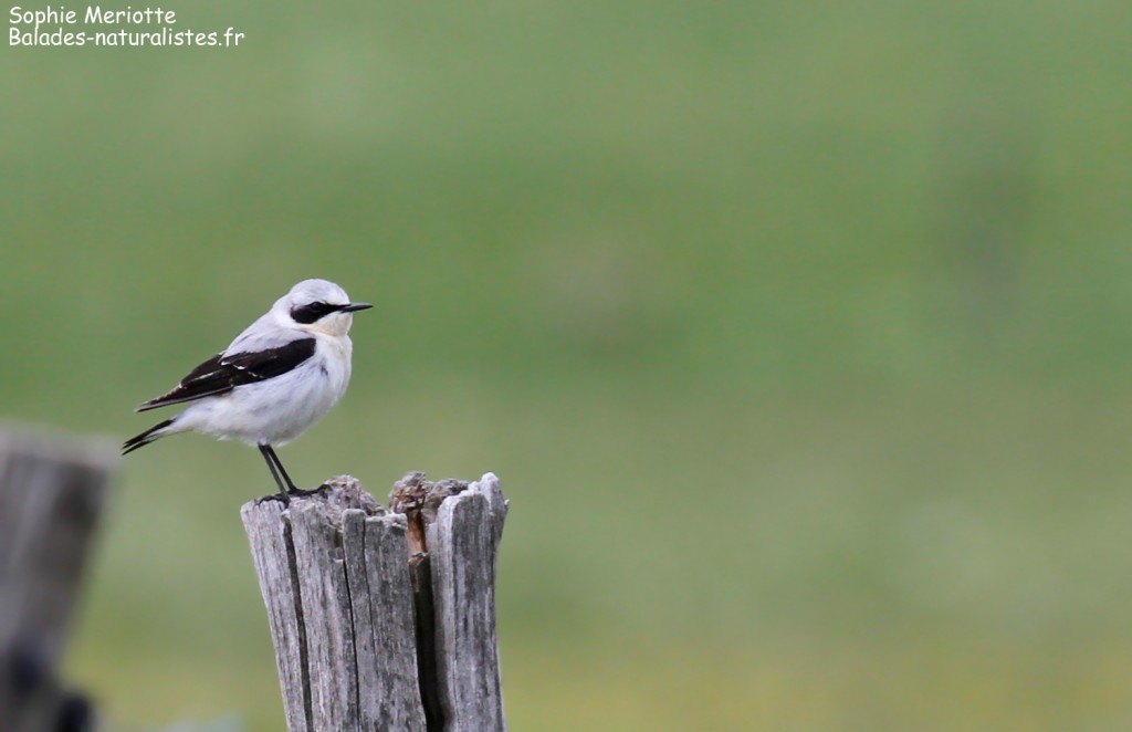 Traquet motteux au pied du Mézenc