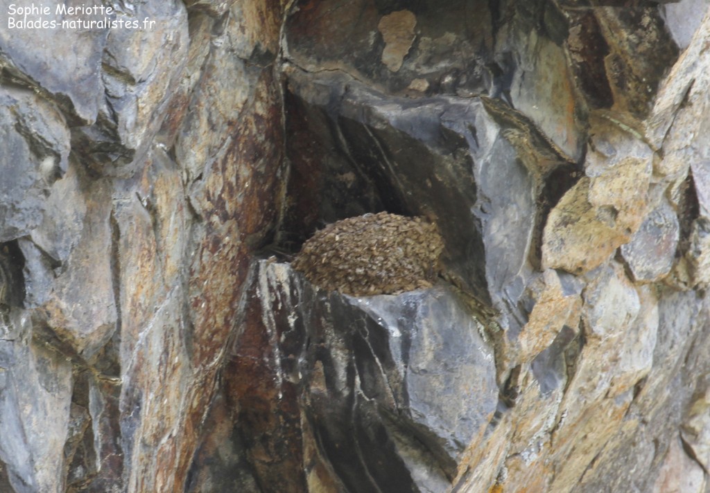 Nid d'Hirondelles de rochers dans les orgues de bsalte