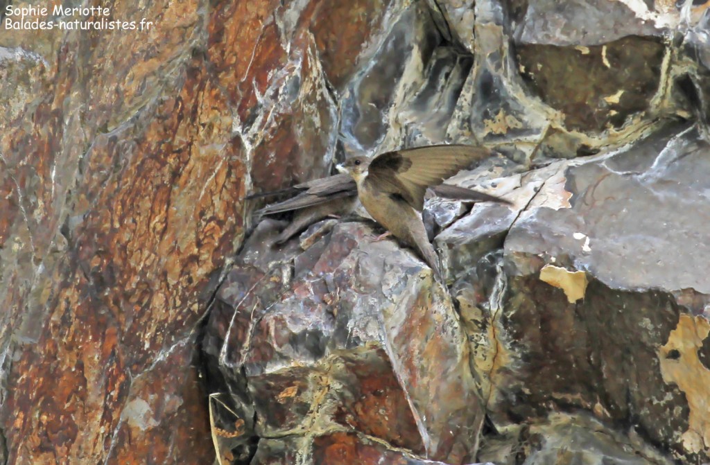 Hirondelles de rochers nichant dans les orgues de bsalte