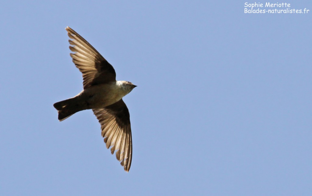 Hirondelle de rocher