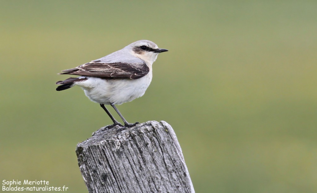 Traquet motteux au pied du Mézenc