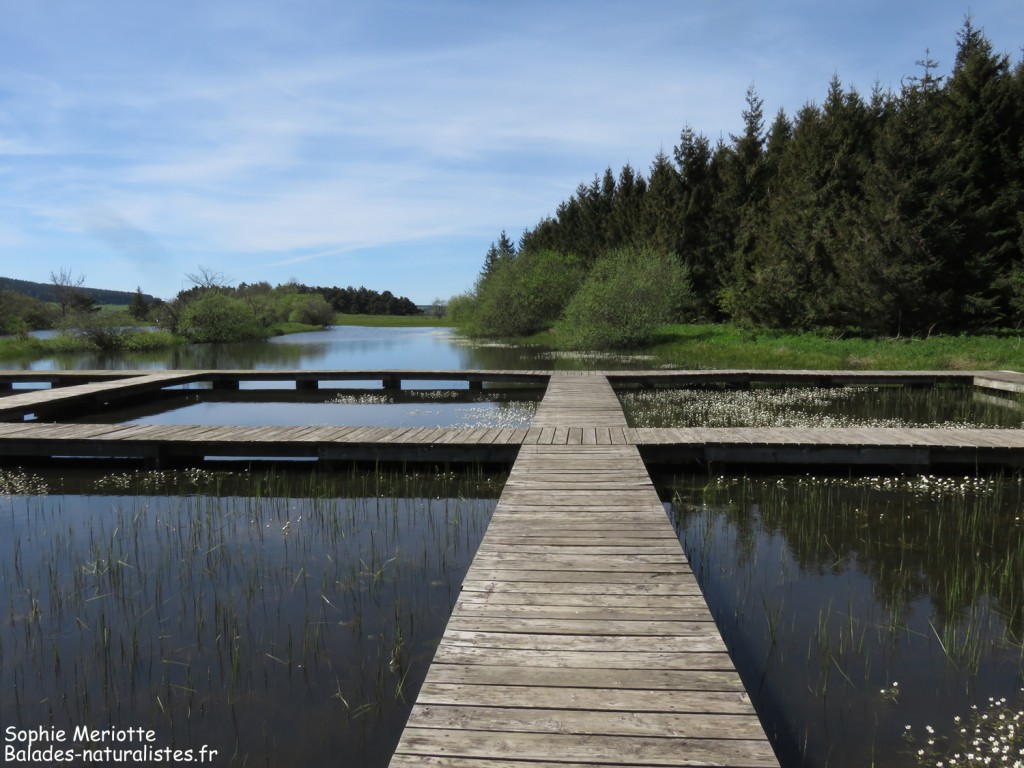 Étang des Barthes