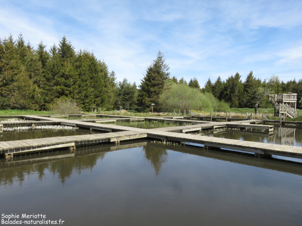 Étang des Barthes
