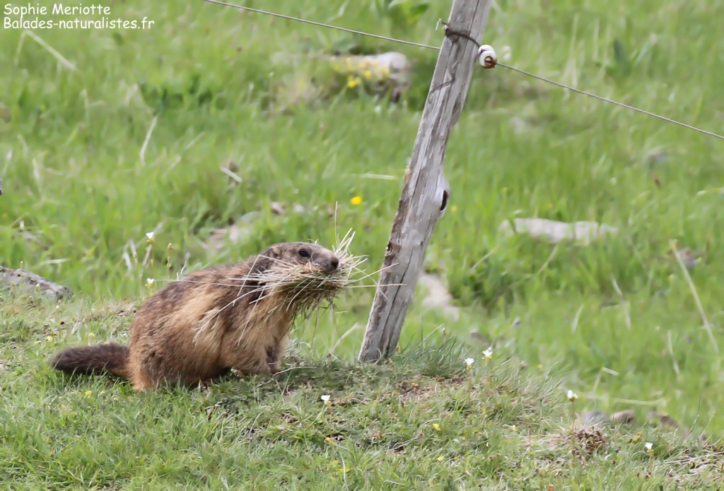 Marmotte dans le cirque du Mézenc
