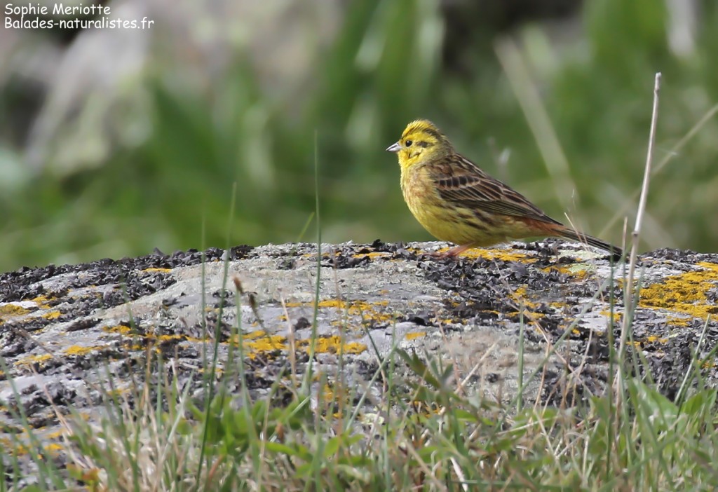 Bruant jaune au pied du Mézenc
