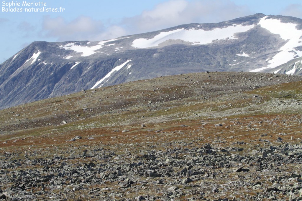Dovrefjell