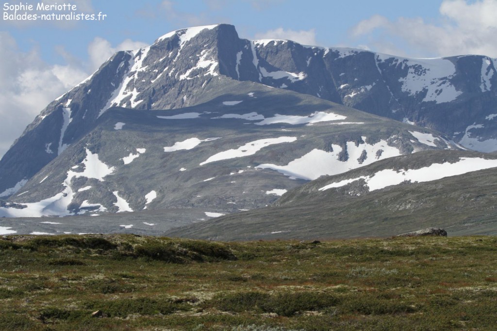 Dovrefjell