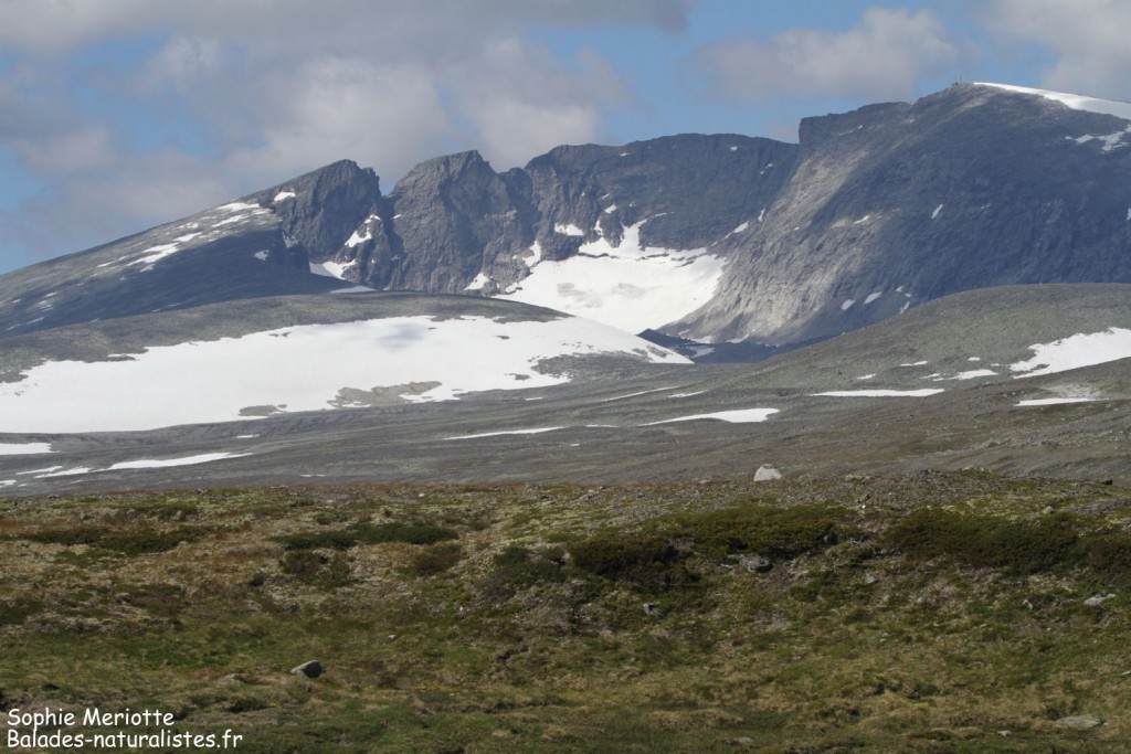 Dovrefjell