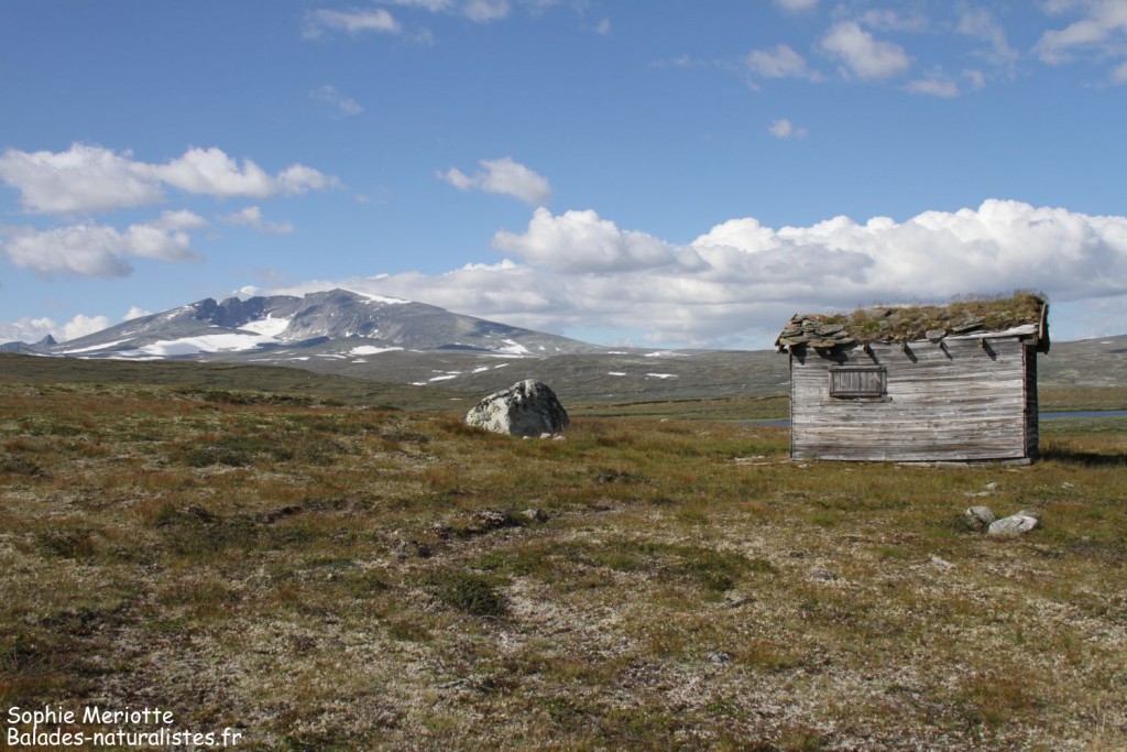 Dovrefjell
