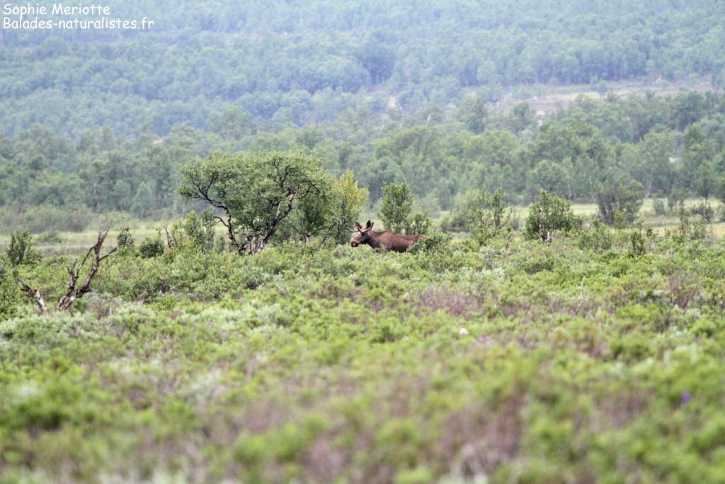 Elan dans les marais de Fokstua