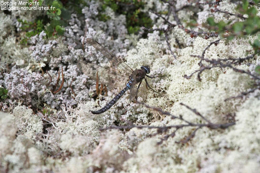Libellule, Marais de Fokstua
