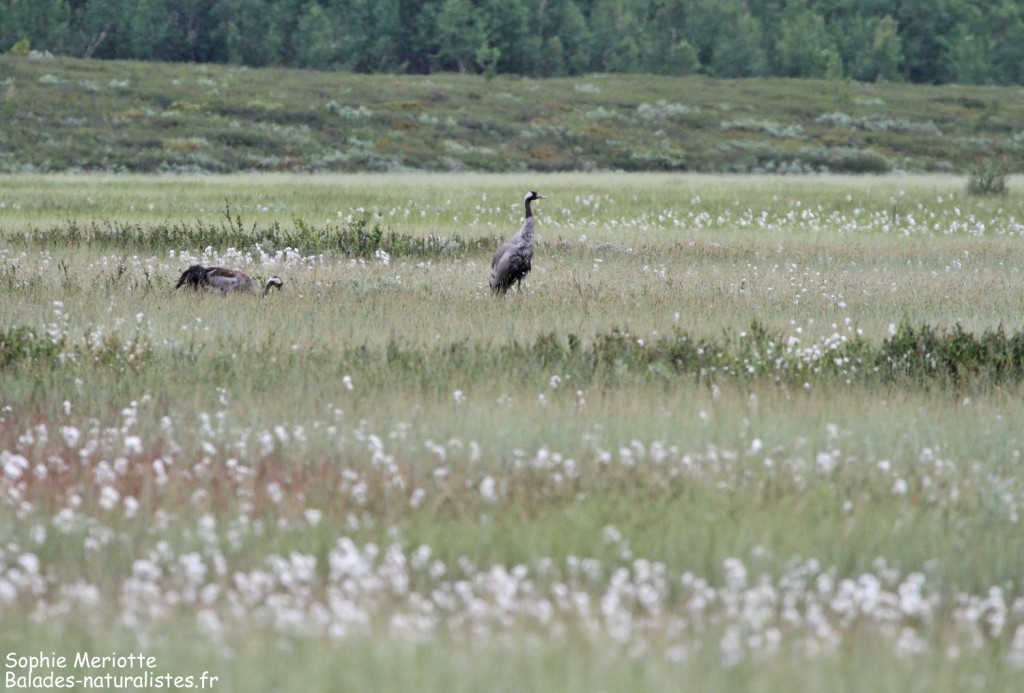 Grues cendrées dans les marais de Fokstua