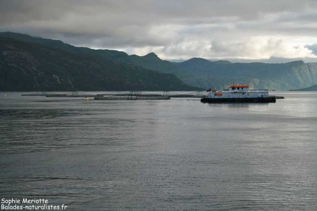 Élevage de saumon dans le Nordfjorden