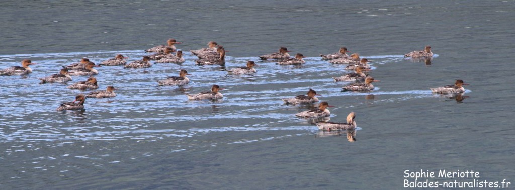 Groupe de Harles huppés à Tresfjord