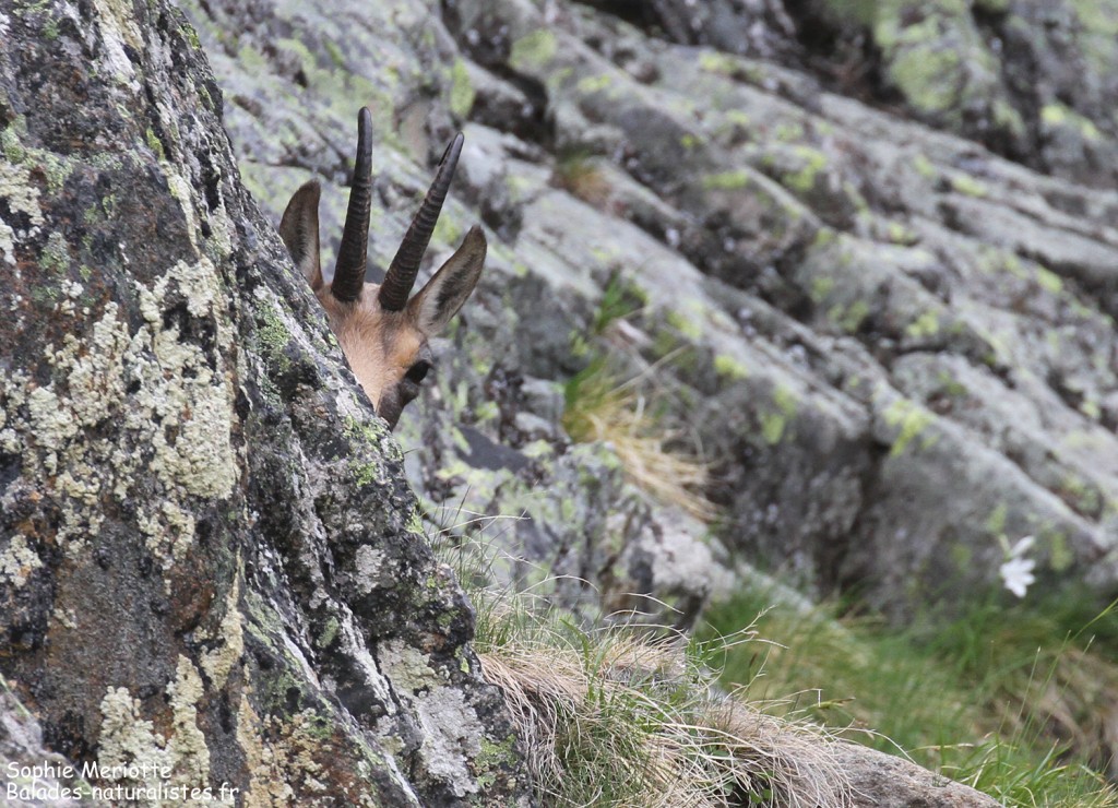Chamois sous le refuge de la Bellachat
