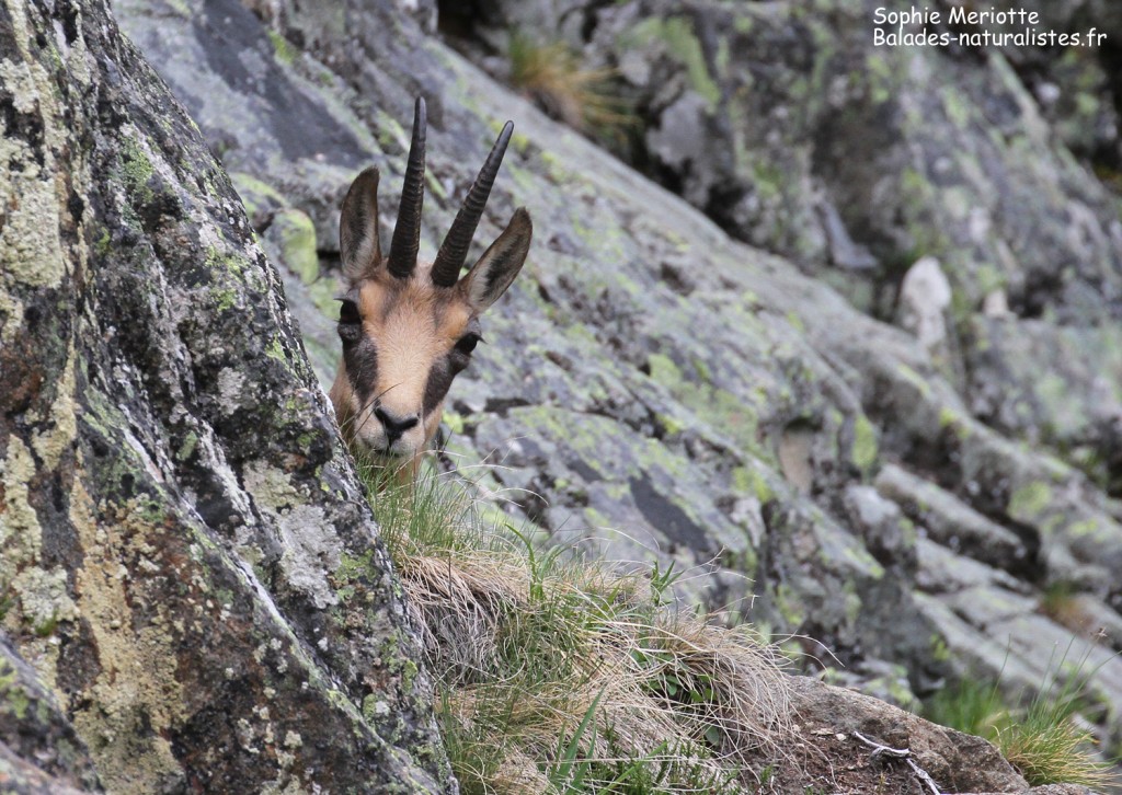 Chamois sous le refuge de la Bellachat