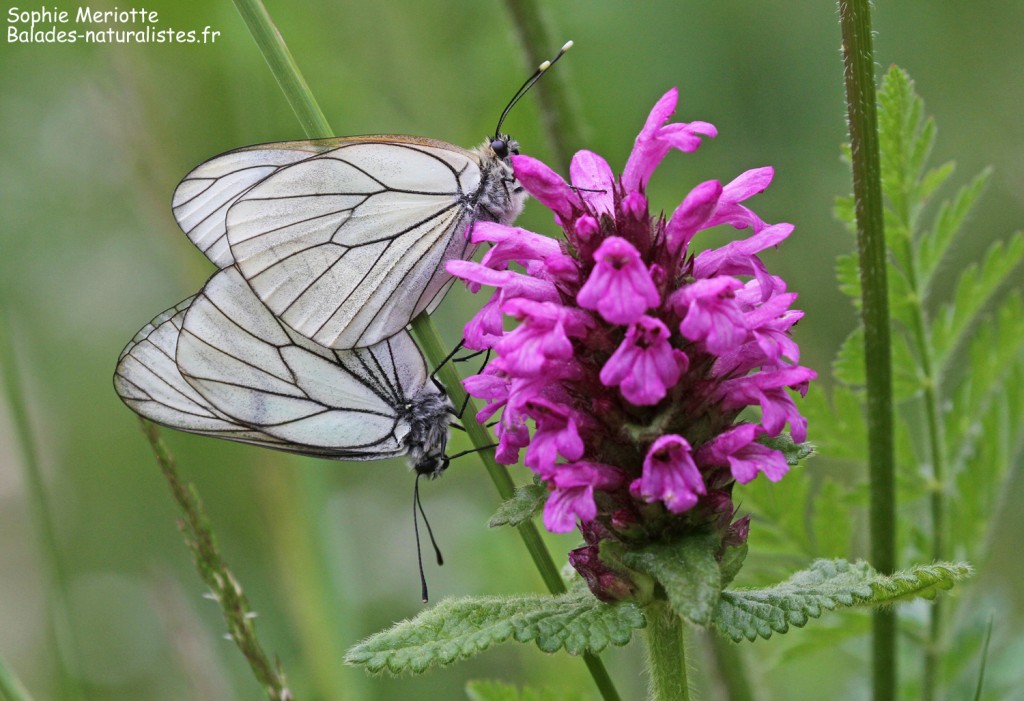 Gazé ou Piéride de l'Aubépine dans le bois Prin
