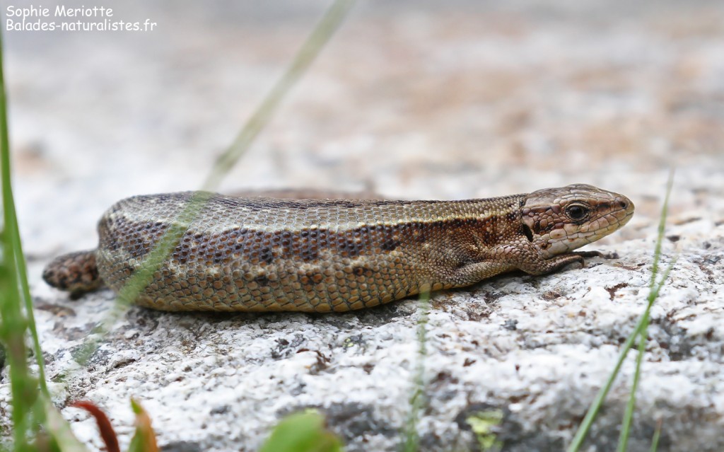 Lézard vivipare sous le refuge de Bellachat