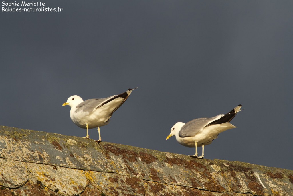 Goélands cendrés, Eidfjord