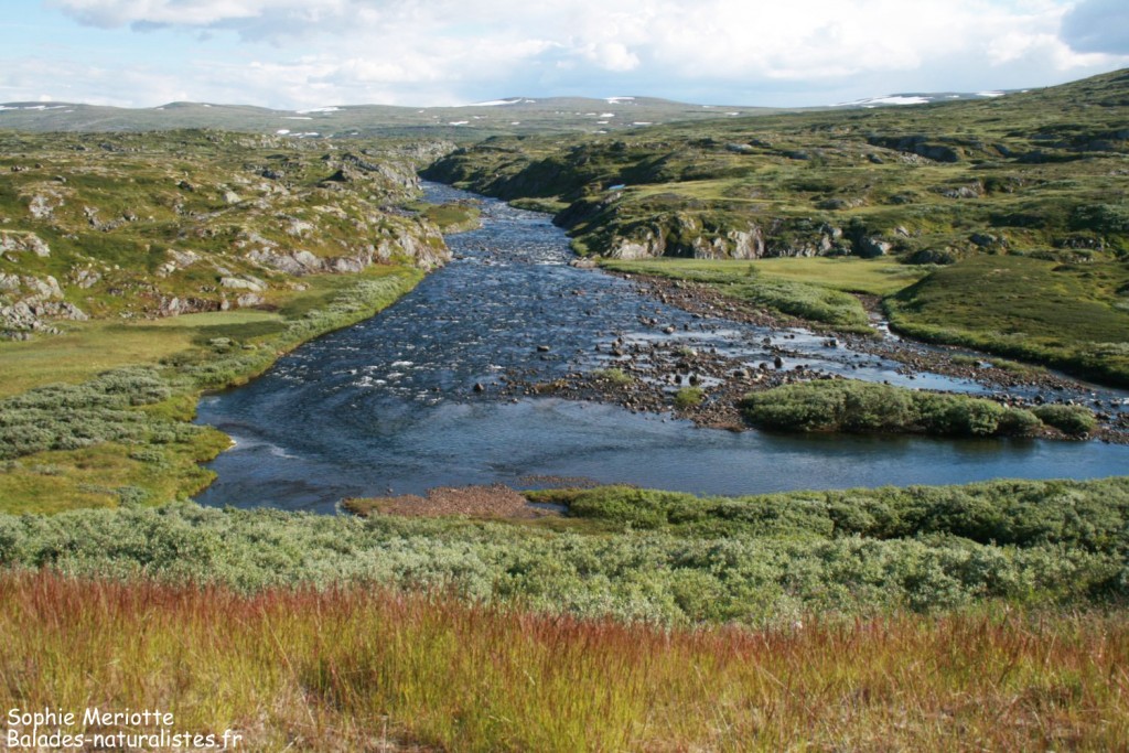 Rivière dans l'Hardangervidda