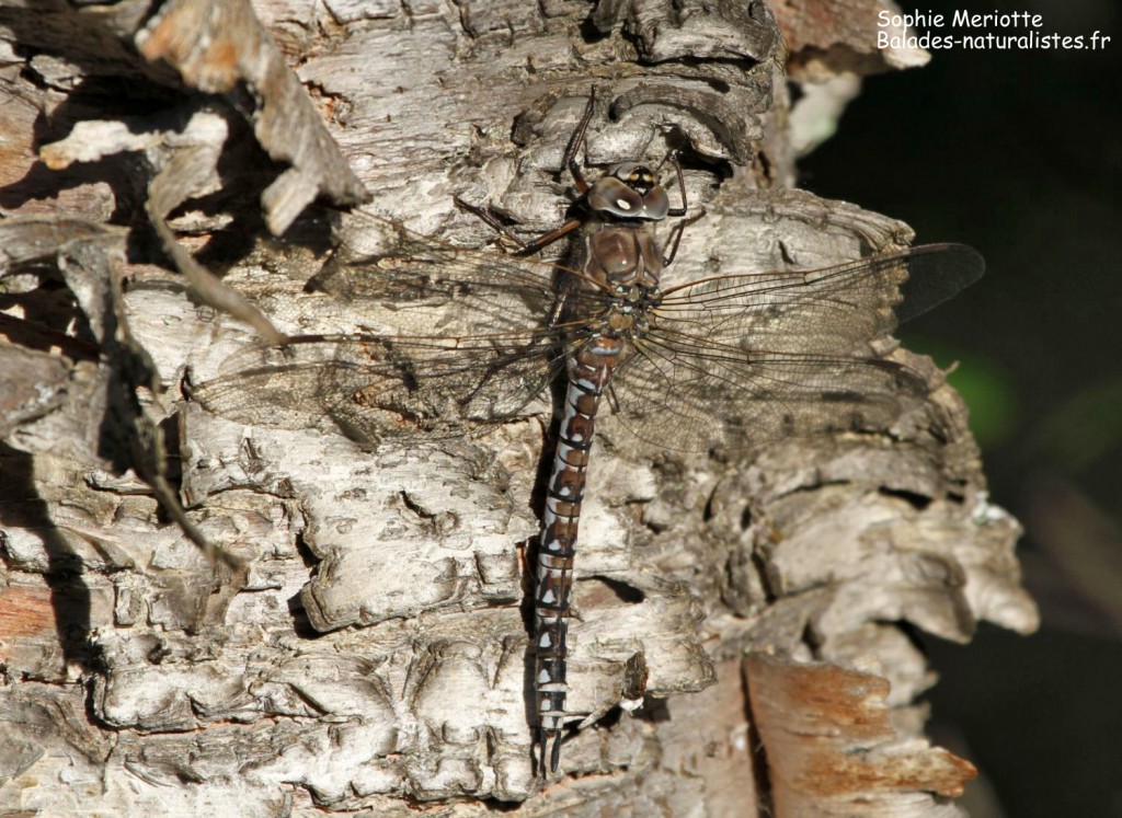 Libellule à Hjerkinn