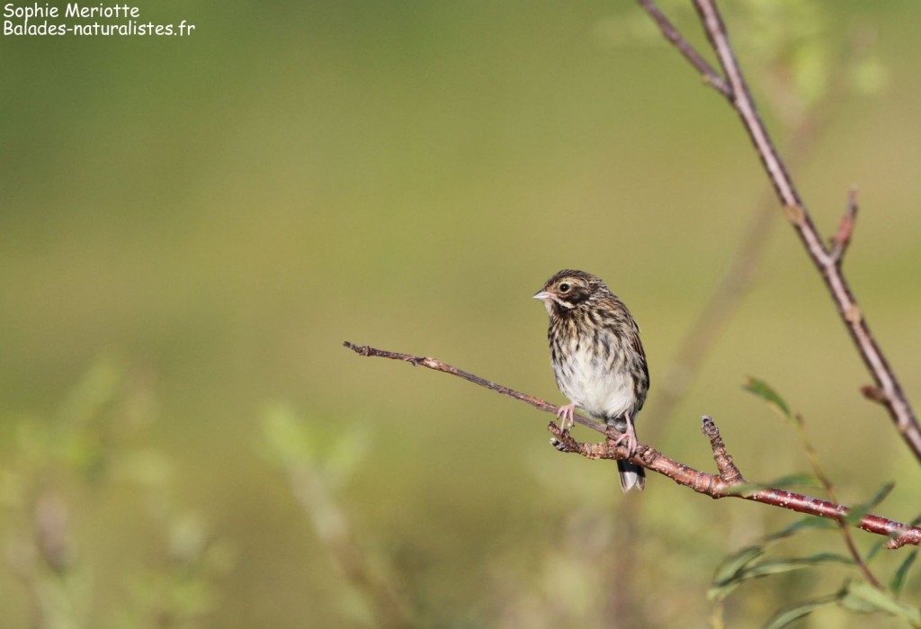 Bruant des roseaux sur Vesvagoy