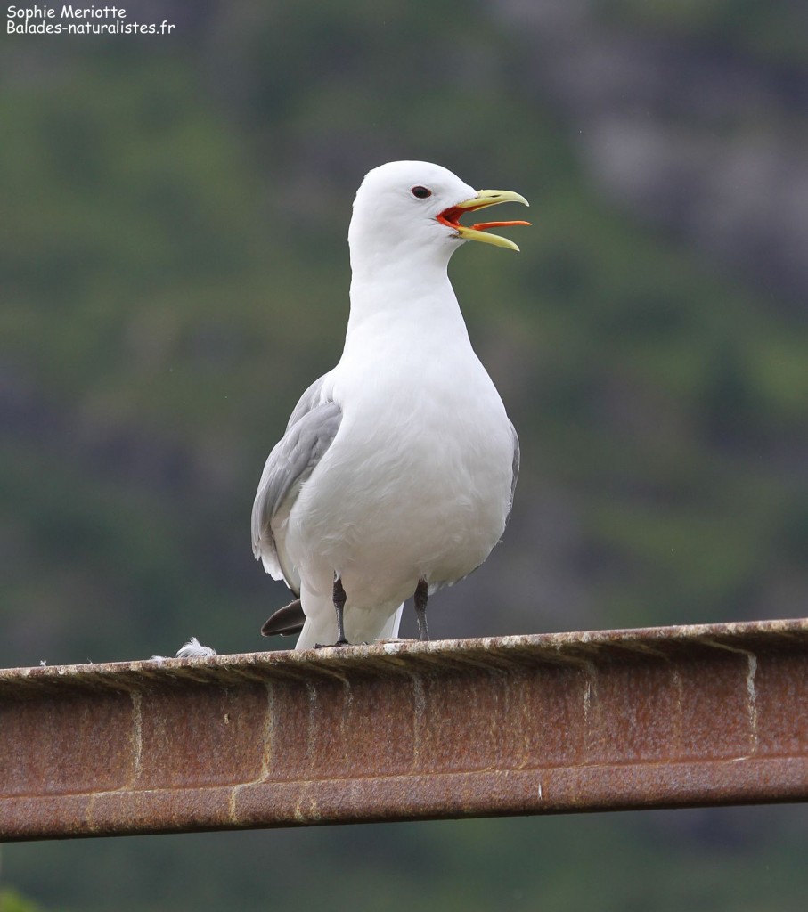 Mouette tridactyle