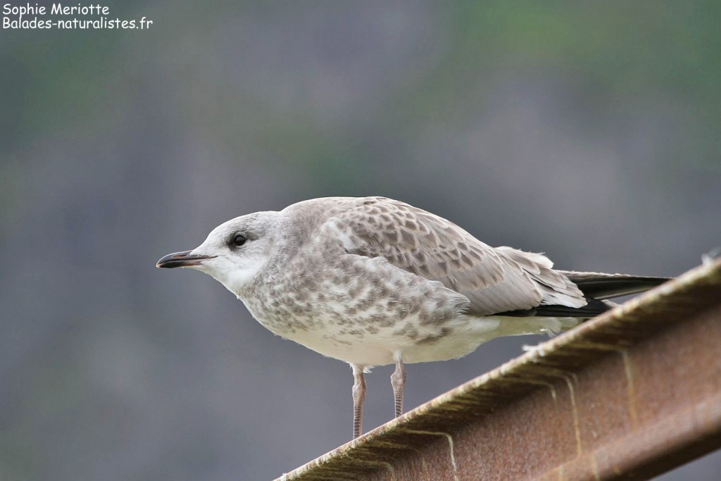Jeune Goéland cendré