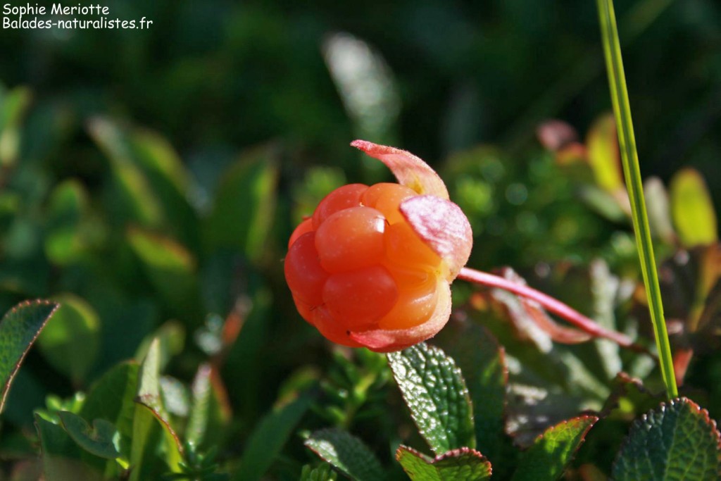 Ronce des tourbières