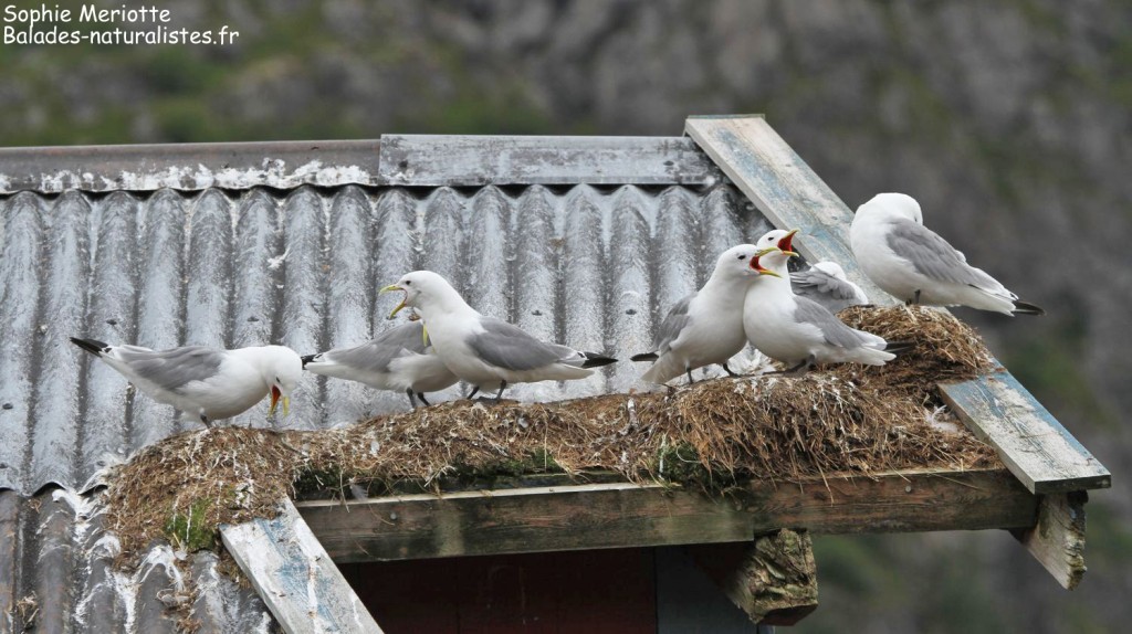 Colonie de Mouette tridactyle à A.