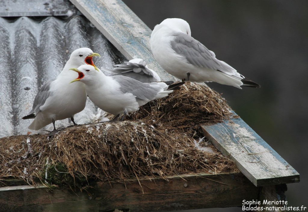 Colonie de Mouette tridactyle à A.