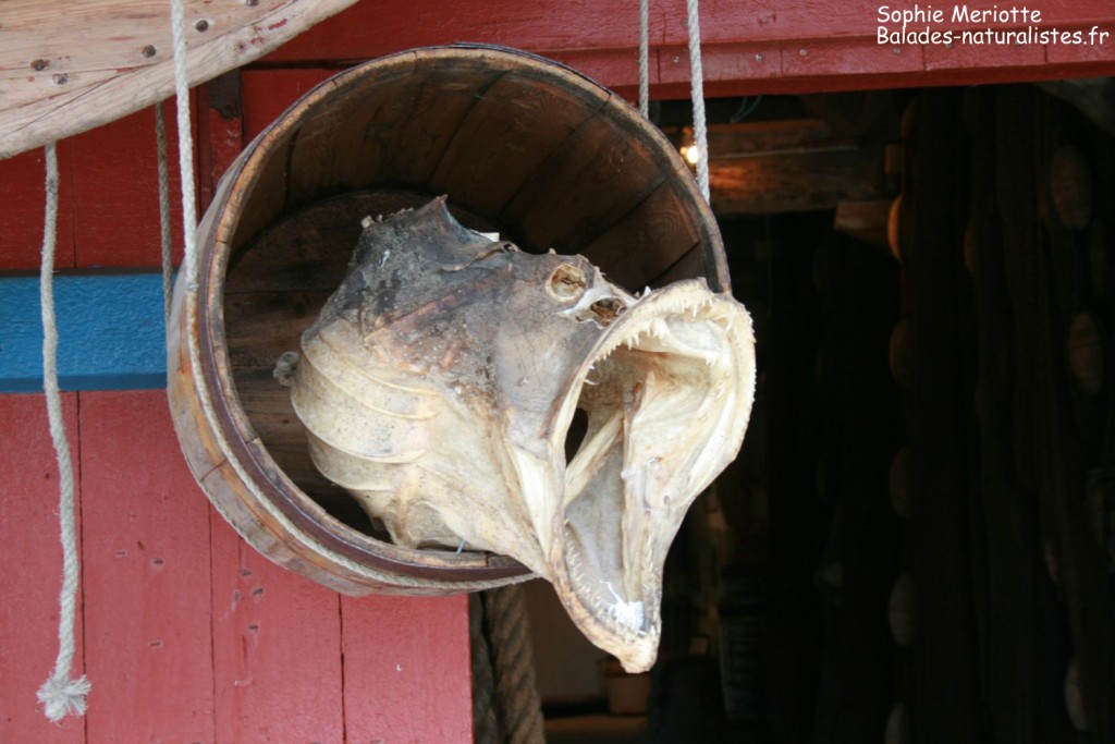 Morue séchée