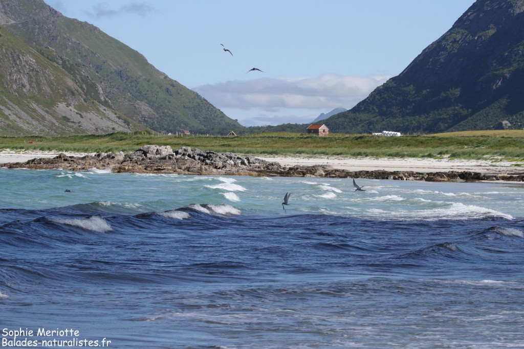 Groupe de sternes en pêche