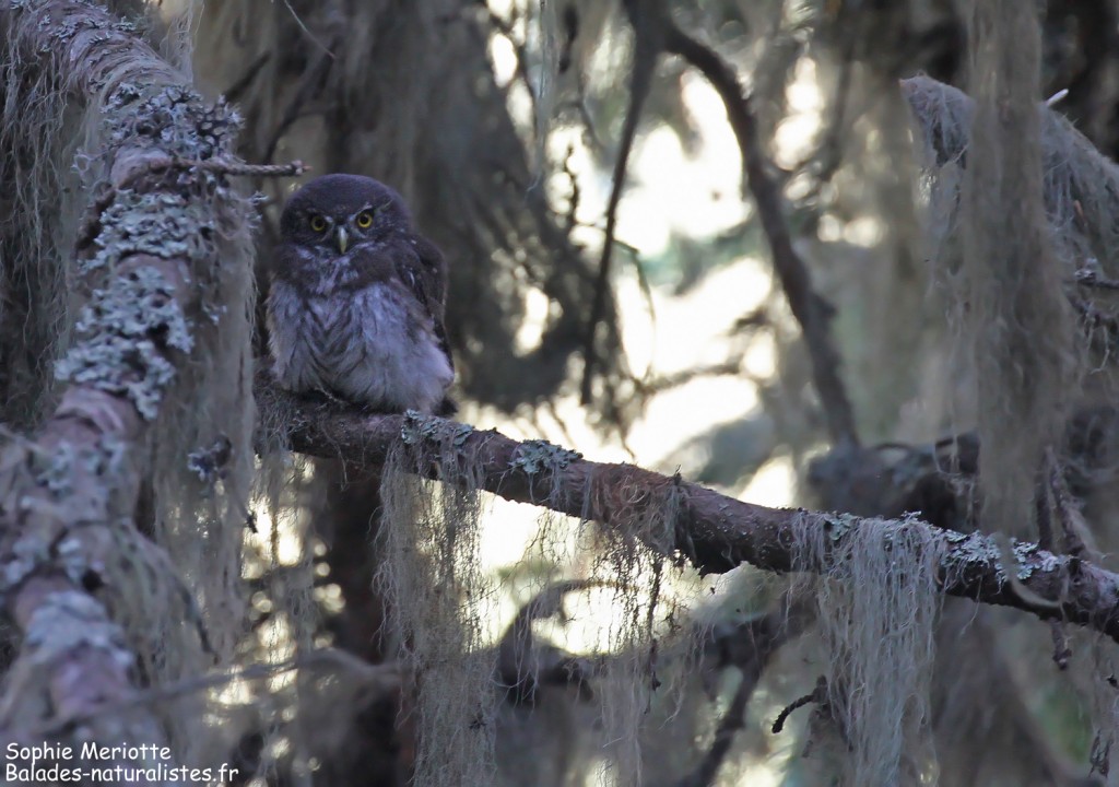 Chevêchette d'Europe, montagne de Loriaz
